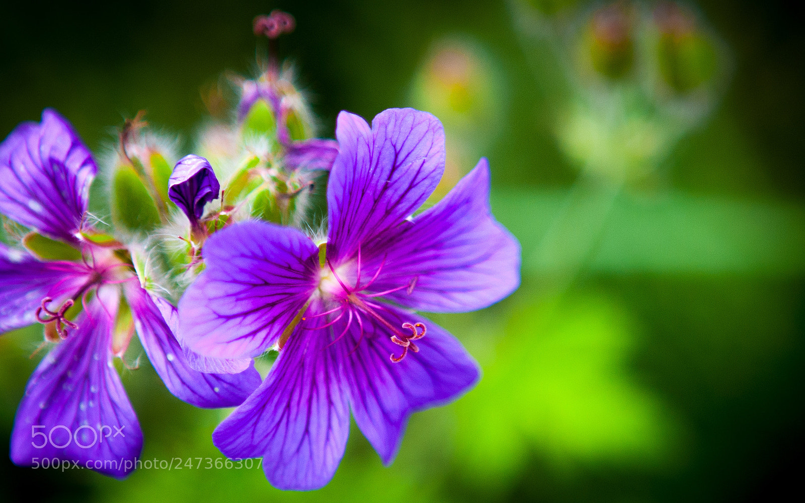 Canon EOS 20D sample photo. Flowers, kent #3 photography