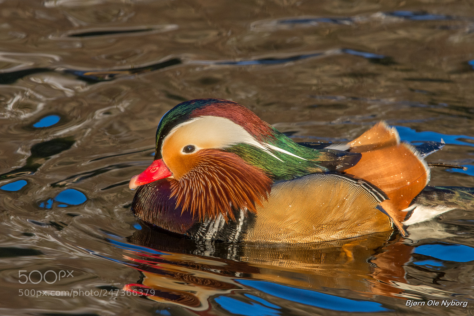 Nikon D7200 sample photo. Mandarin duck photography