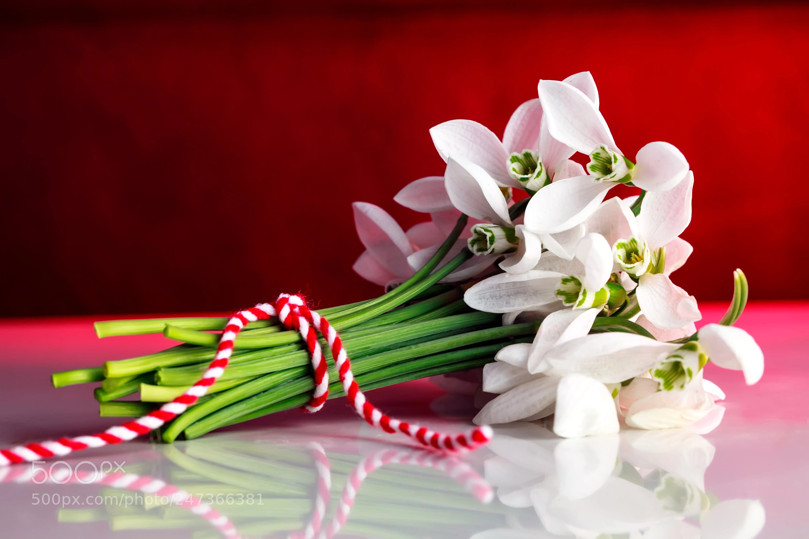 Canon EOS 5D Mark II sample photo. Snowdrops on red photography