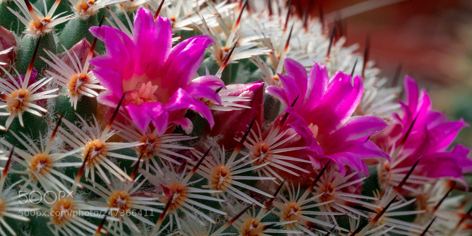 Sony a7R II sample photo. Cactus beauty photography