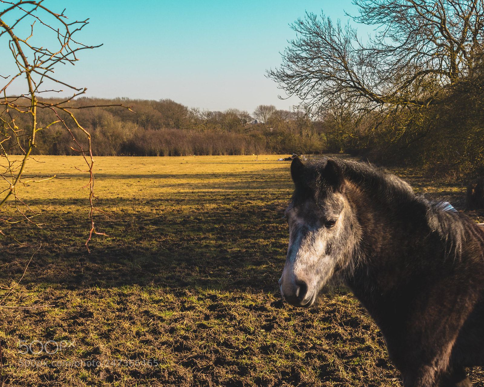Canon EOS 80D sample photo. Winter walks photography