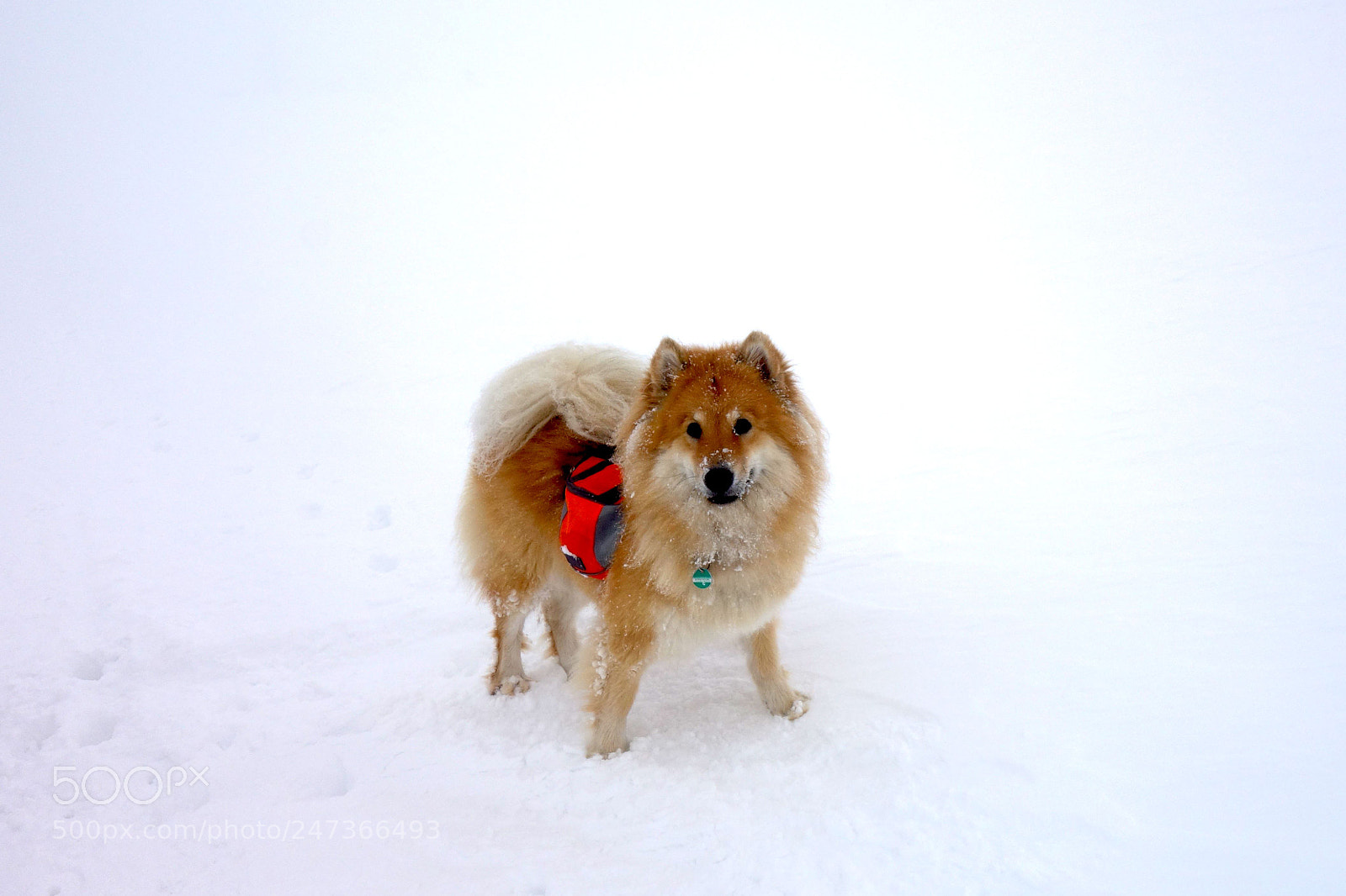 Sony Cyber-shot DSC-RX100 sample photo. Alpine dog photography