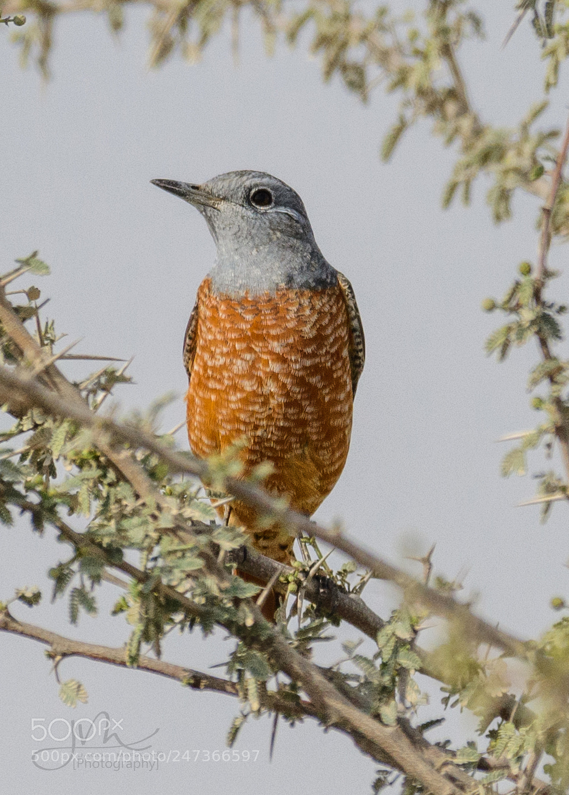 Nikon D500 sample photo. Rufous tailed rock thrush photography