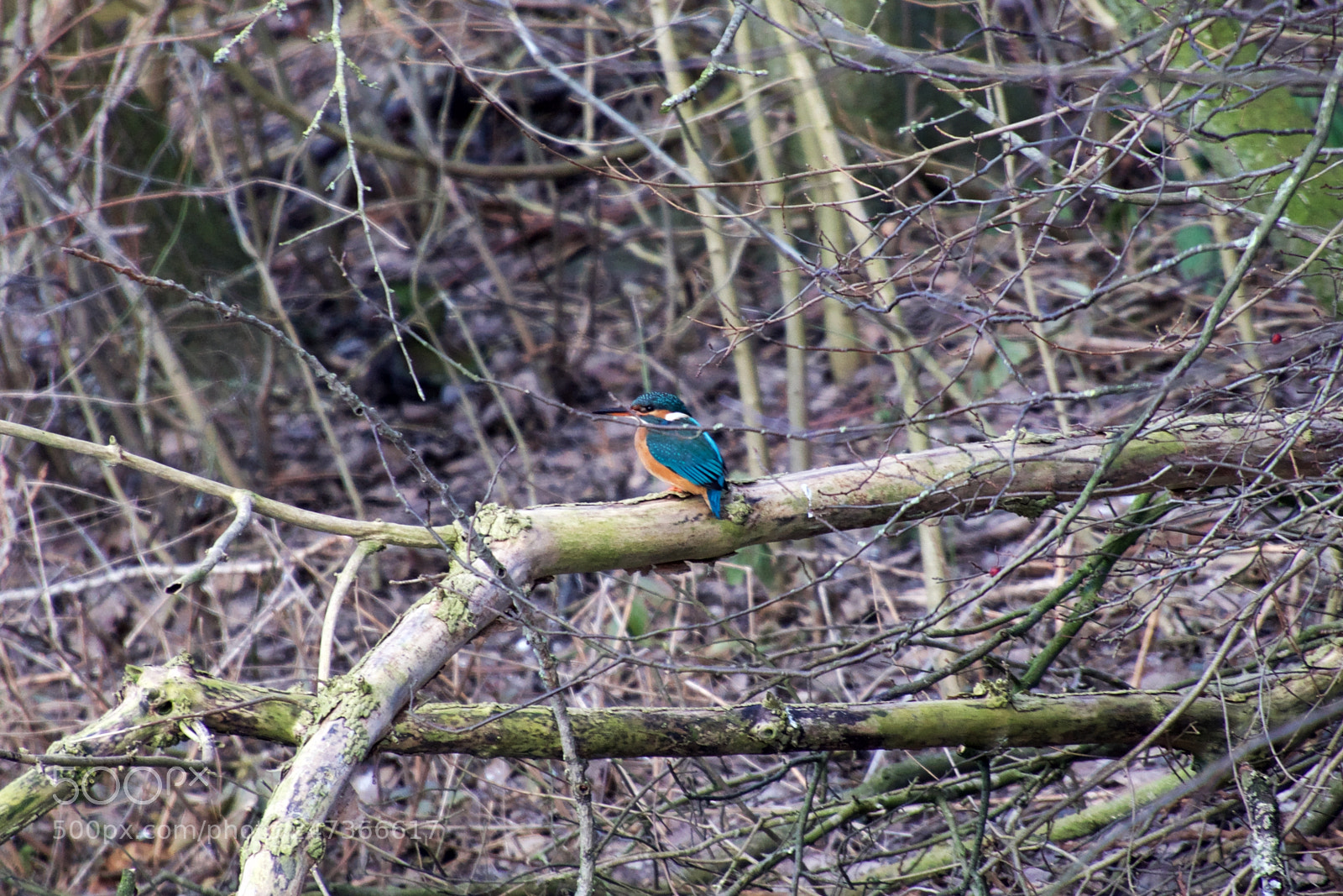 Nikon D500 sample photo. Common kingfisher photography