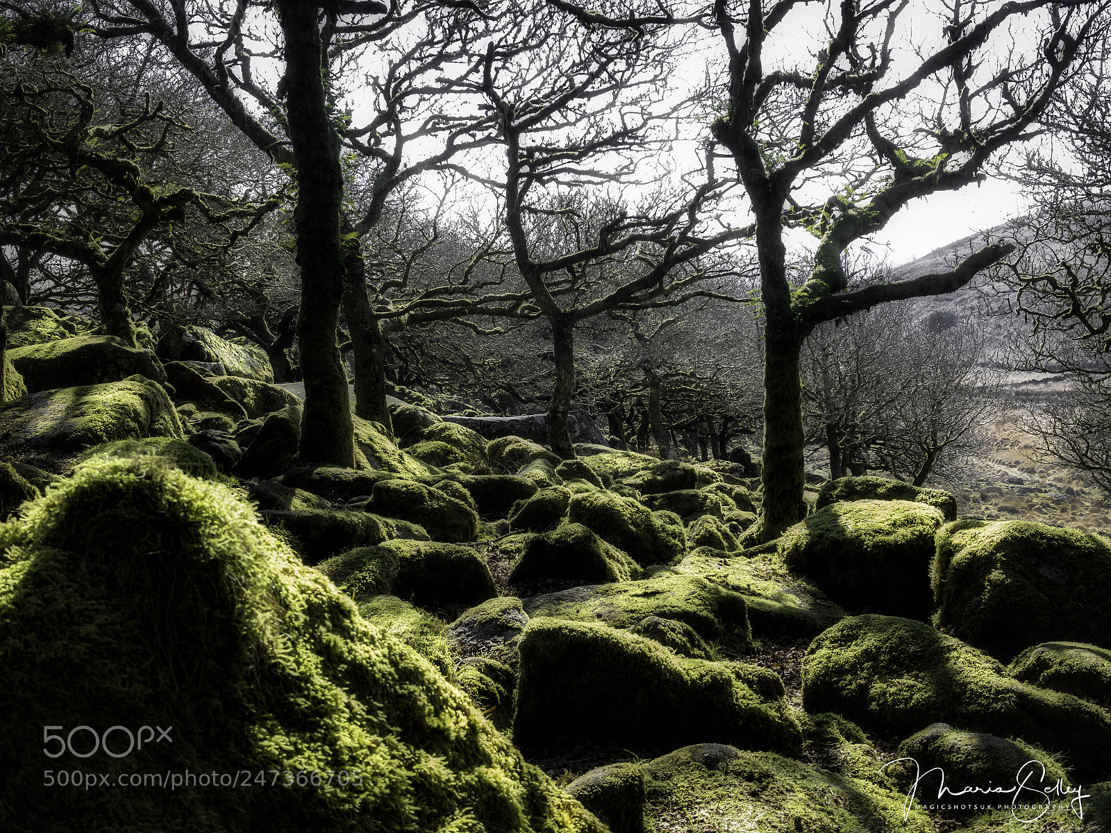 Olympus OM-D E-M1 Mark II sample photo. Wistmans wood photography