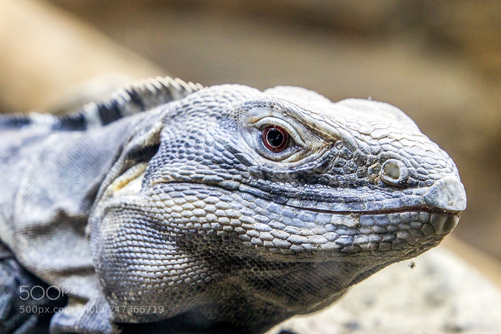 Canon EOS M5 sample photo. Lizard's profile photography