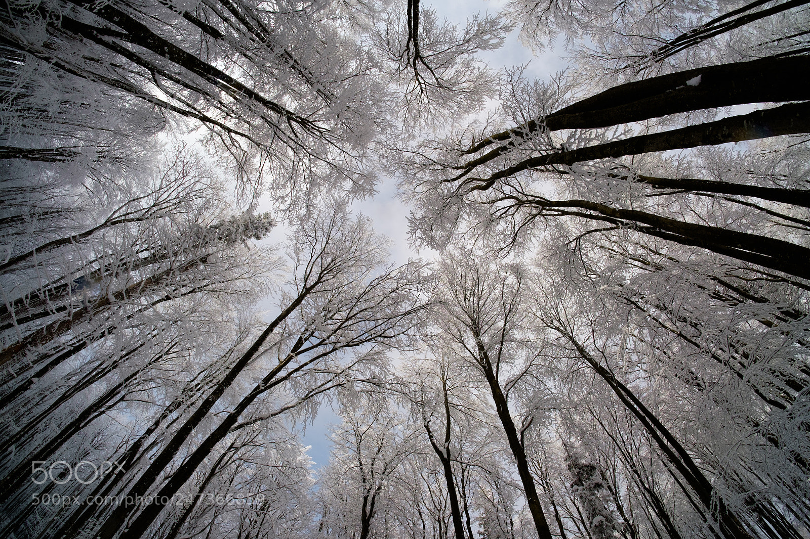 Fujifilm X-E2 sample photo. Trees photography
