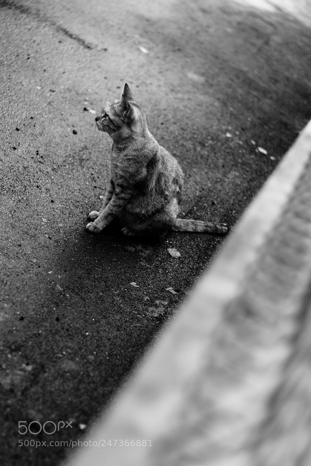 Canon EOS M5 sample photo. Back alley cat photography