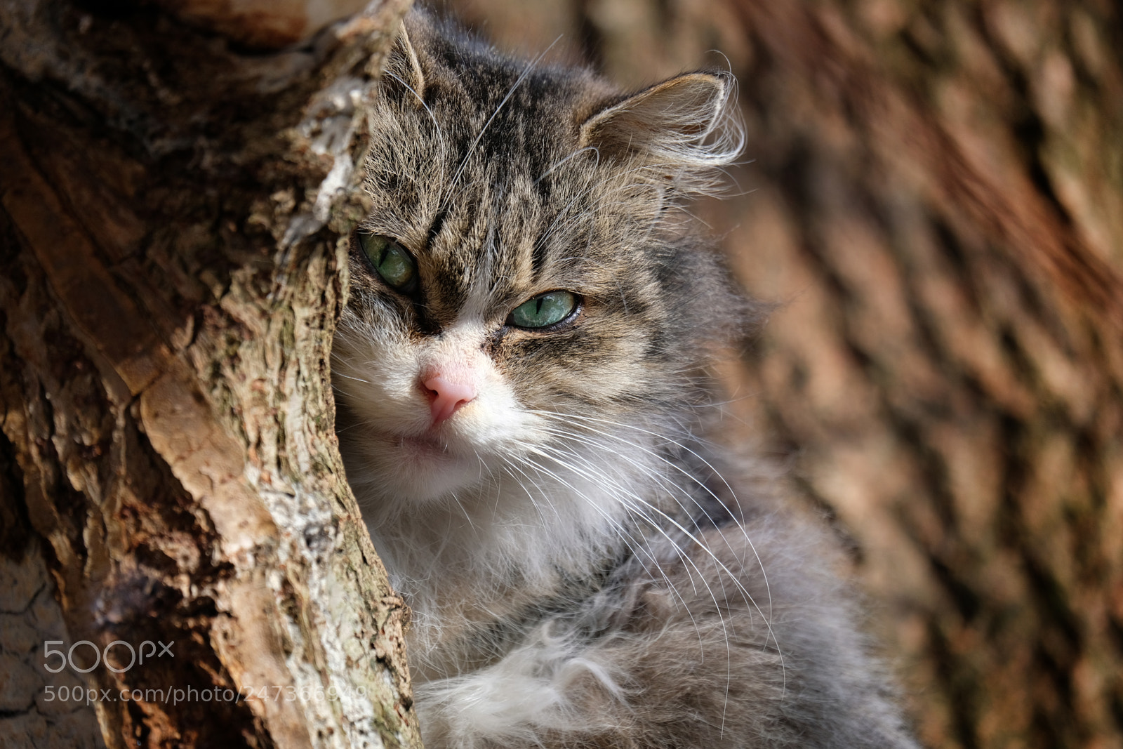 Fujifilm X-T20 sample photo. Portrait of beauty photography