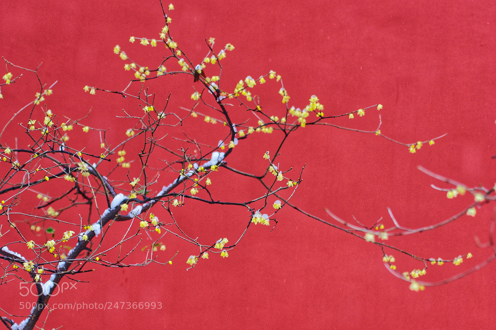 Pentax K-3 II sample photo. Untitled photography