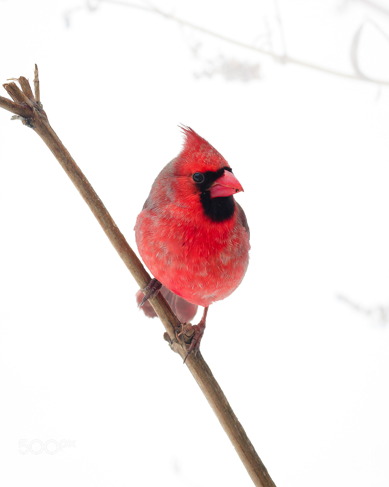Canon EOS 7D Mark II sample photo. Male northern cardinal photography