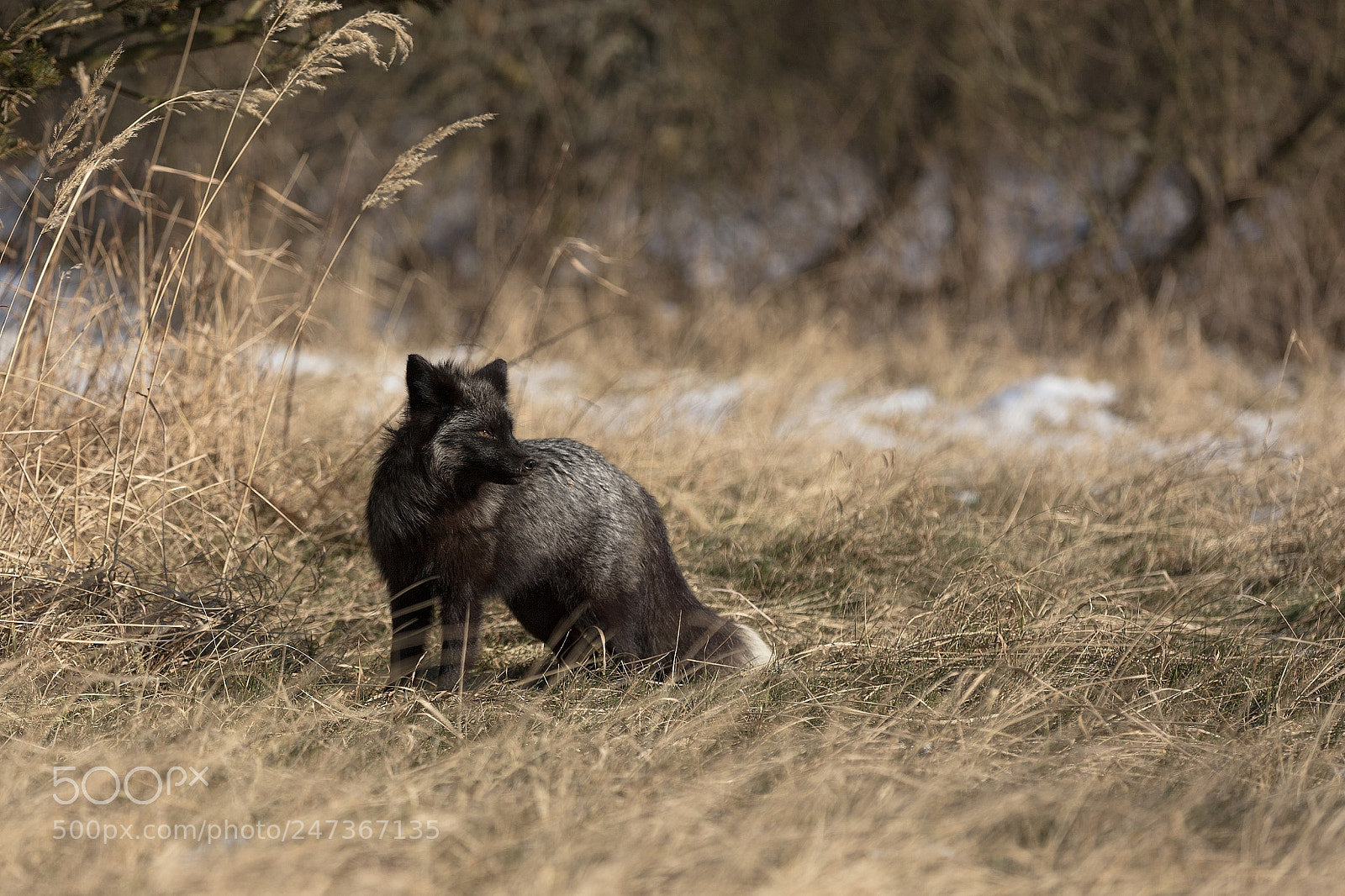Canon EOS 5DS R sample photo. Fox silver photography