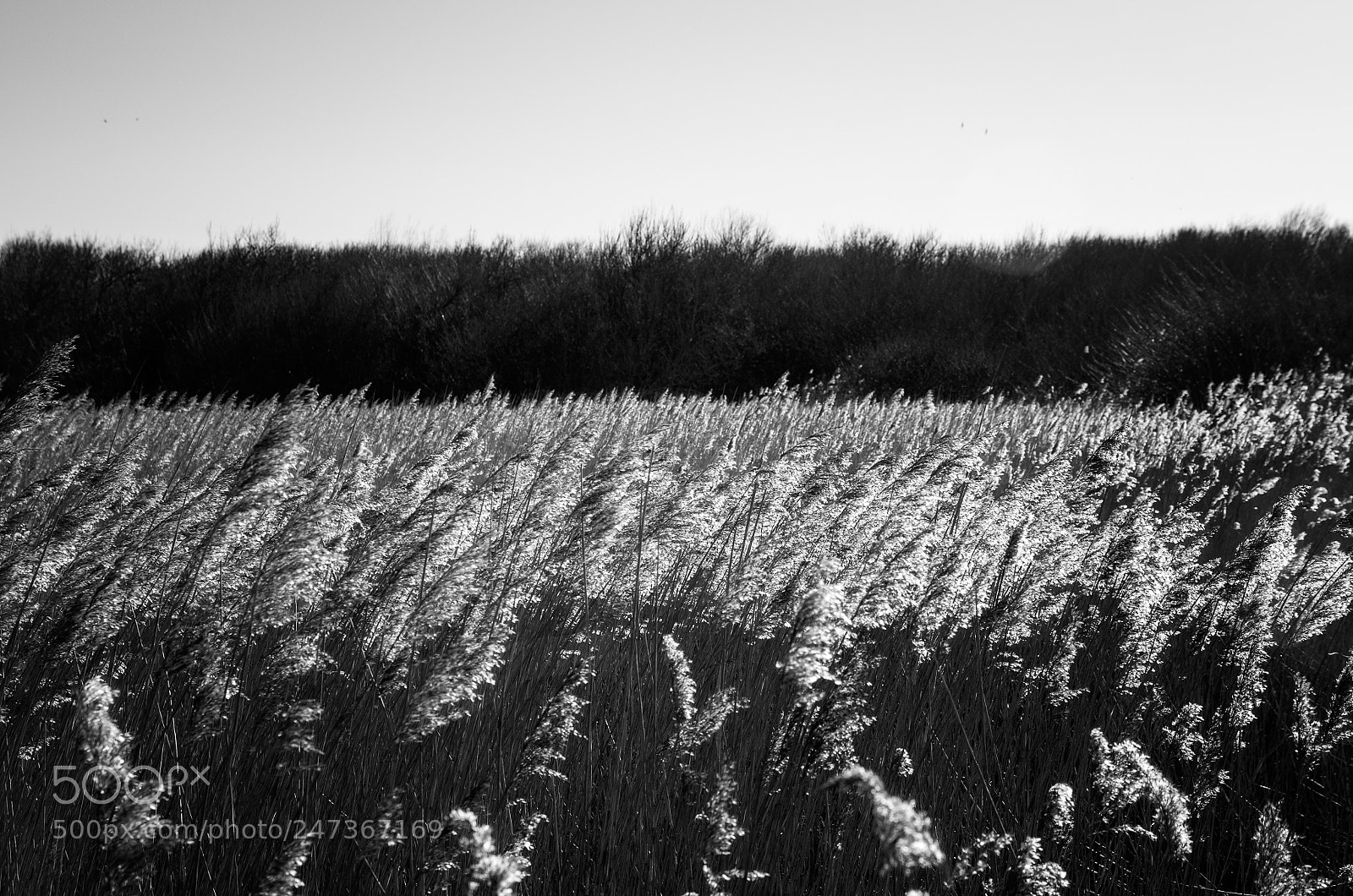 Pentax K-5 sample photo. Le murmure des roseaux... photography