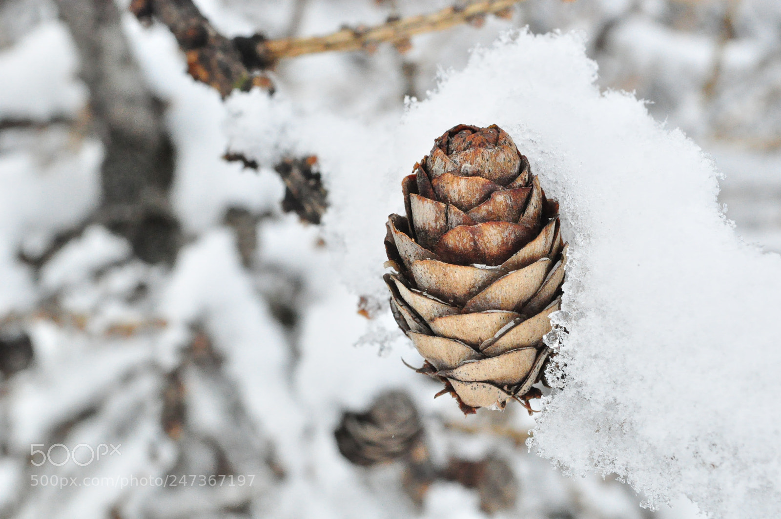 Nikon D5000 sample photo. Larch-tree strobile under a photography