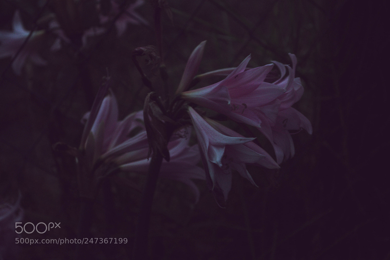 Nikon D3100 sample photo. Flores photography