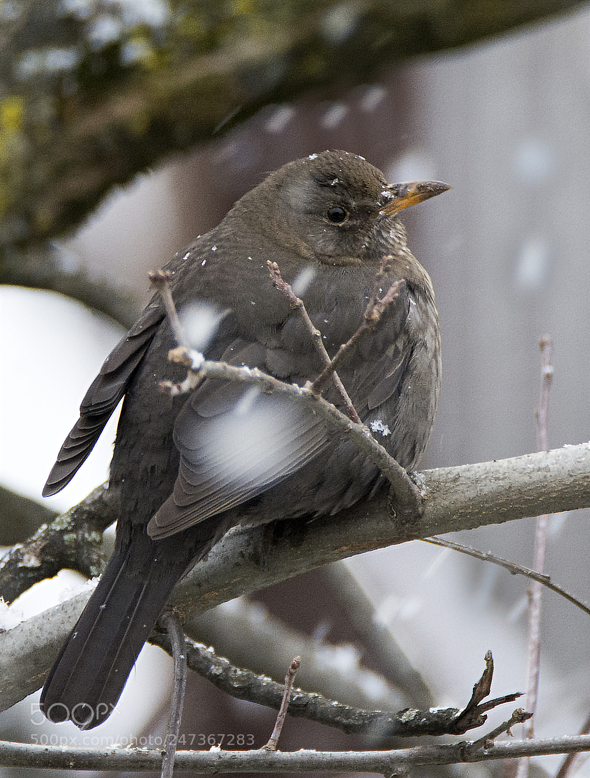 Nikon D7100 sample photo. Thrush in the snow photography