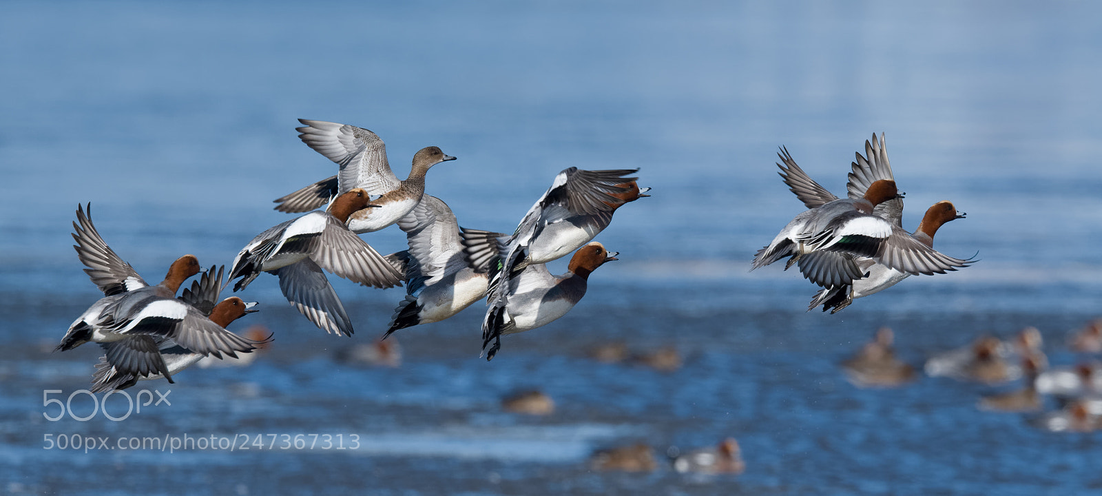 Nikon D500 sample photo. Wigeons photography