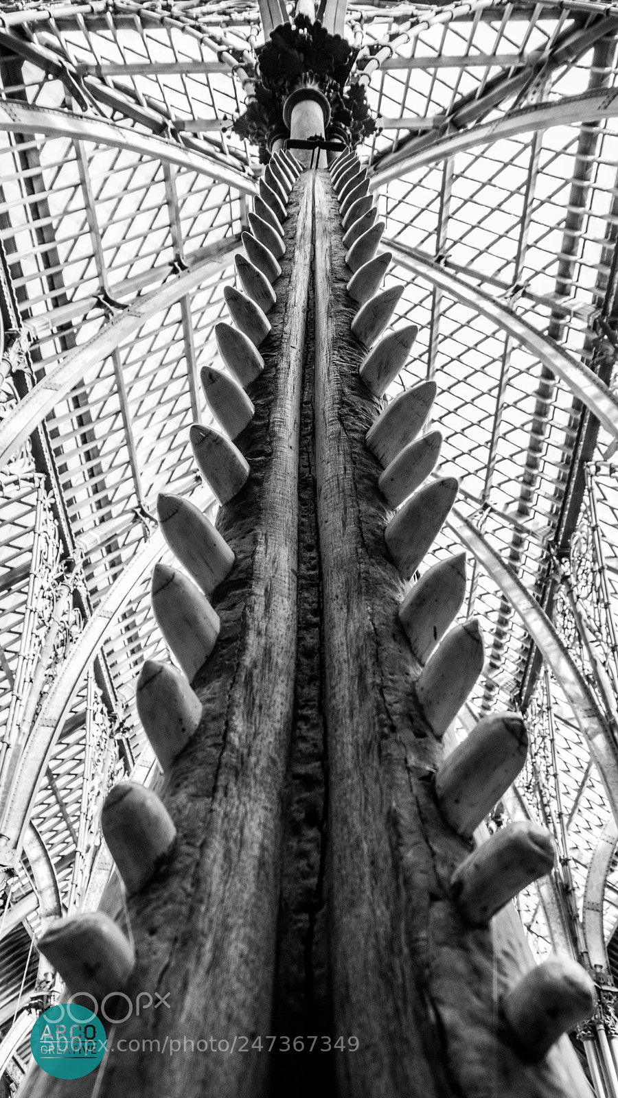 Sony SLT-A65 (SLT-A65V) sample photo. Sperm whale jaw bone photography