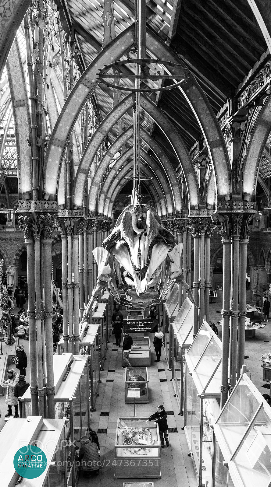 Sony SLT-A65 (SLT-A65V) sample photo. Oxford natural history museum photography