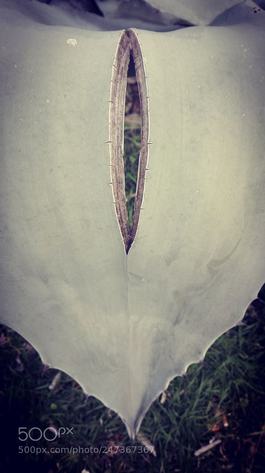 HUAWEI P8 Lite sample photo. Agava photography