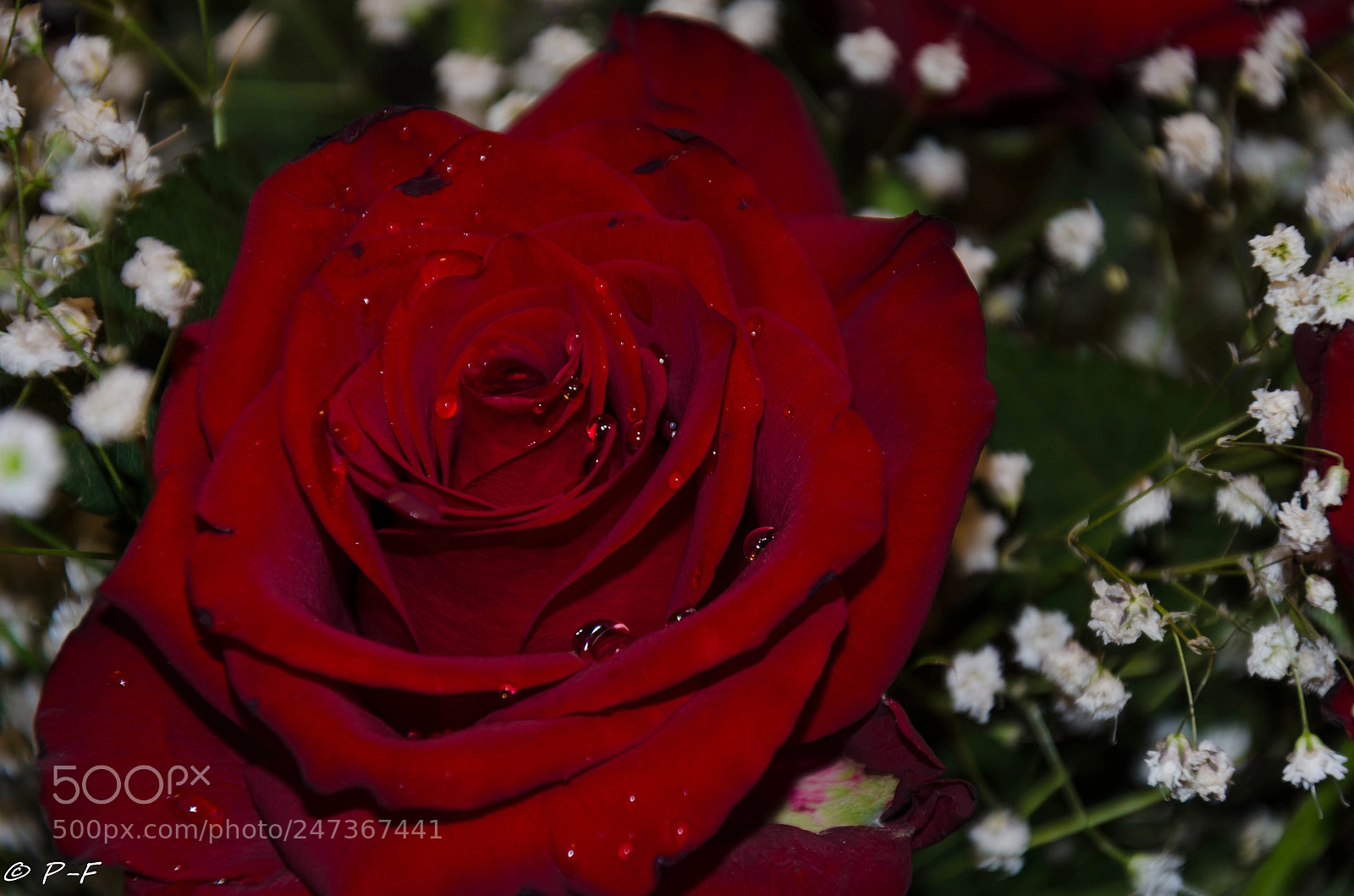 Nikon D5100 sample photo. Red beauty photography