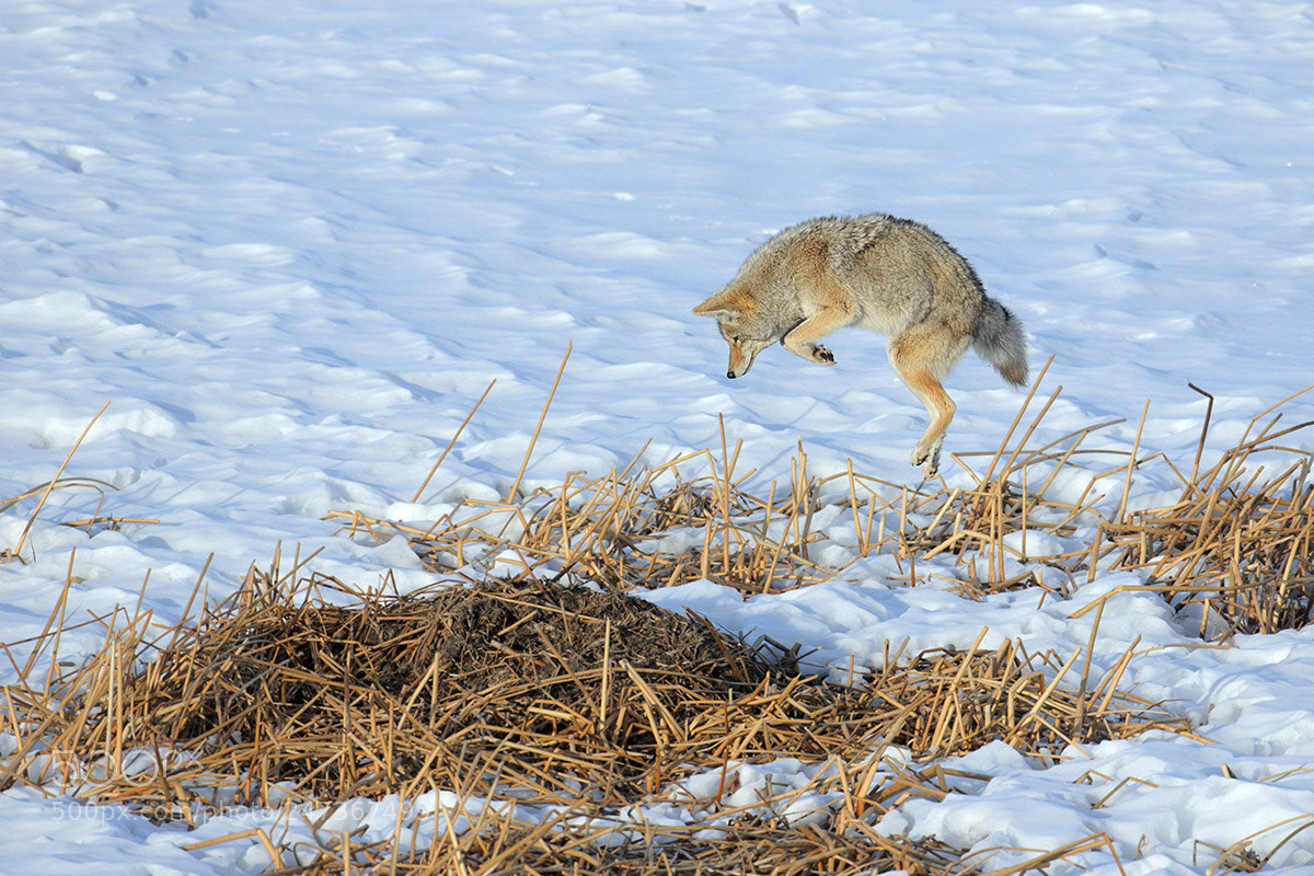 Canon EOS 7D Mark II sample photo. Pouncing coyote photography