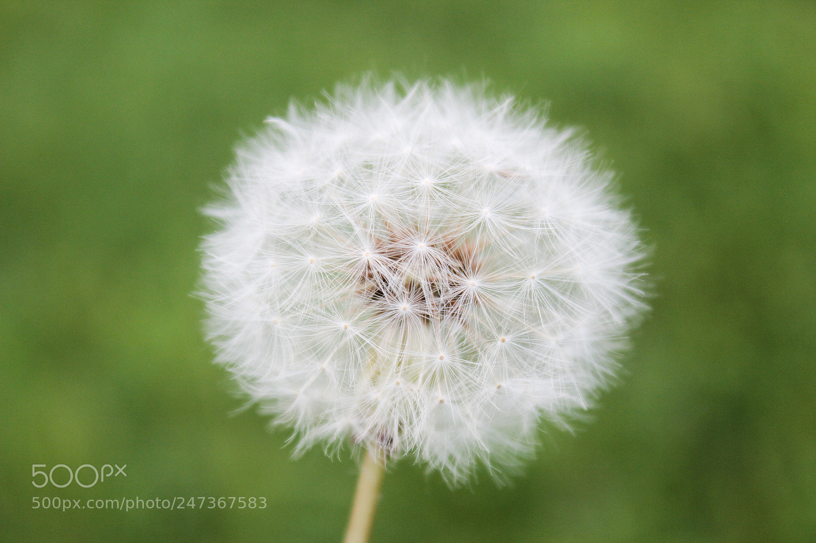 Canon EOS 600D (Rebel EOS T3i / EOS Kiss X5) sample photo. Dandelions photography