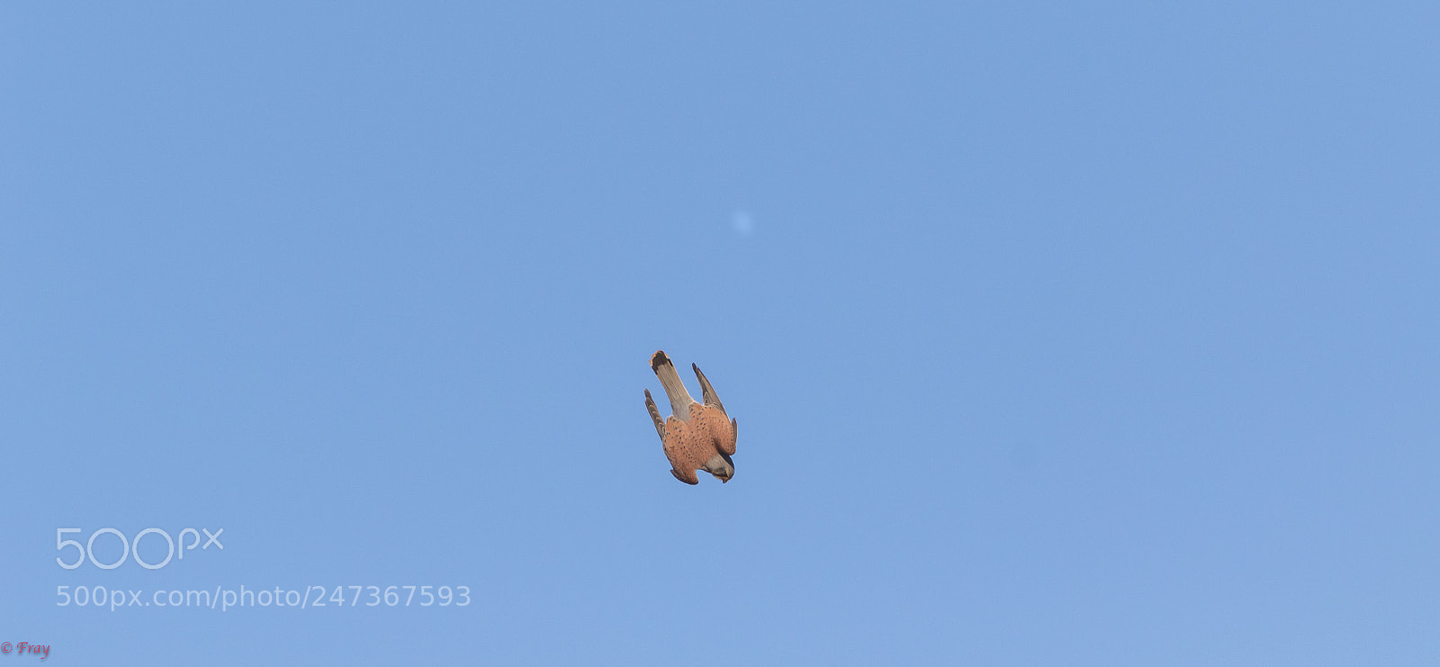 Canon EOS 7D Mark II sample photo. Dive bomber! photography