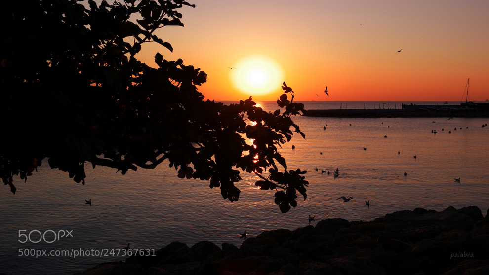 Samsung NX1 sample photo. ... photography