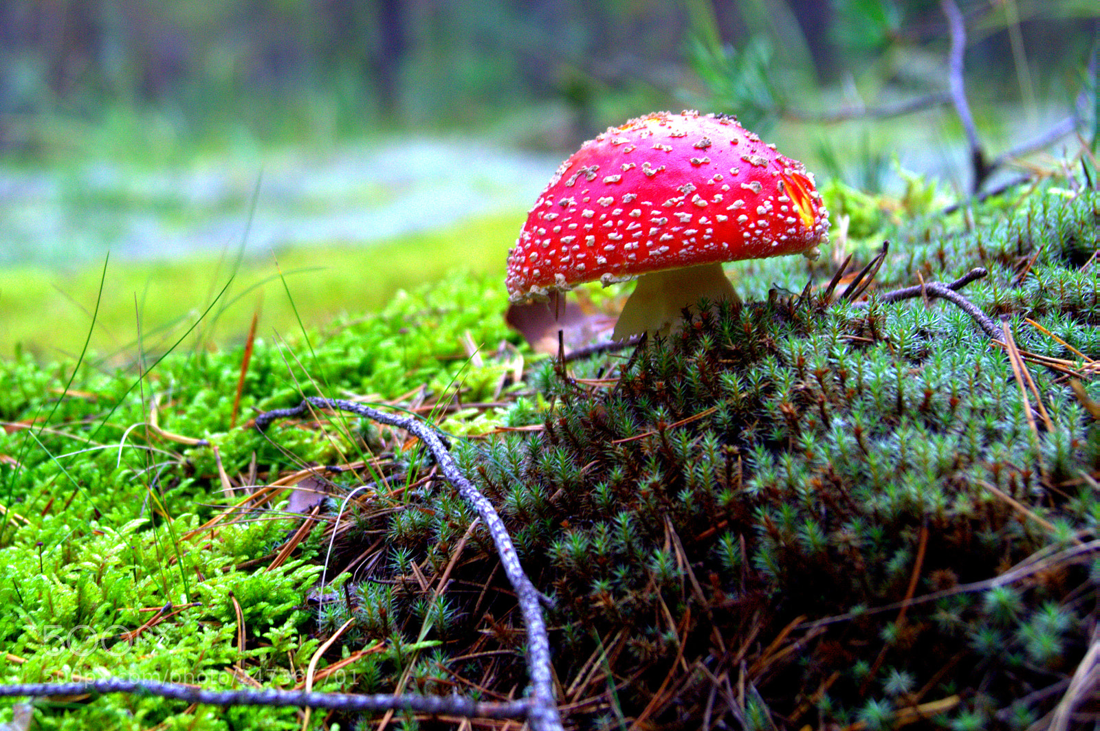 Sony SLT-A37 sample photo. Мухомор photography