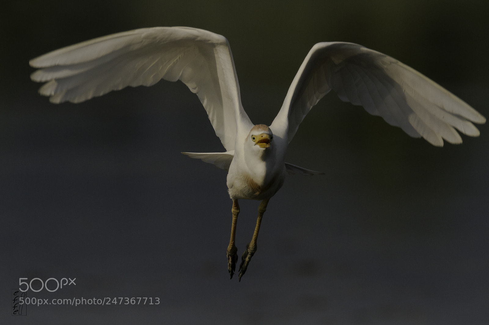 Canon EOS 7D sample photo. Cattle egret photography