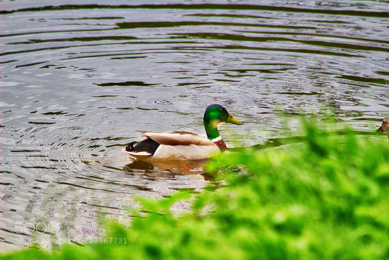 Canon EOS 100D (EOS Rebel SL1 / EOS Kiss X7) sample photo. 1 duck to another photography