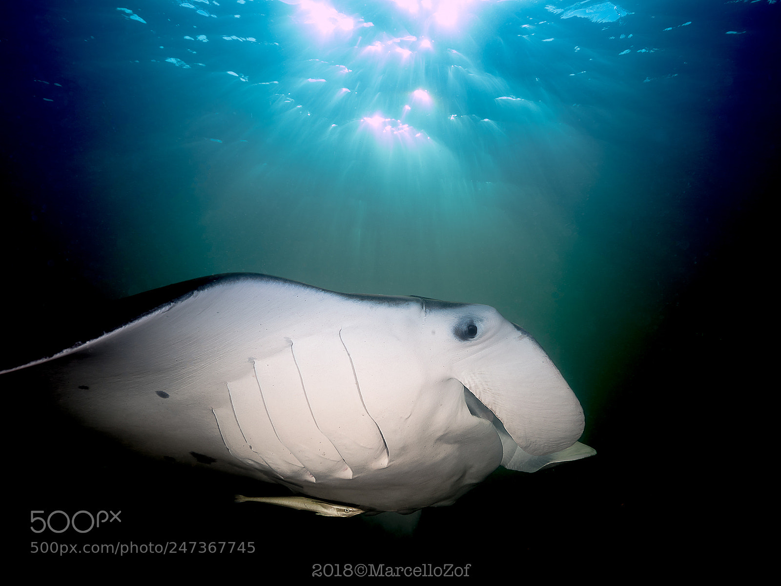 Panasonic Lumix DMC-GX8 sample photo. Manta german channel photography