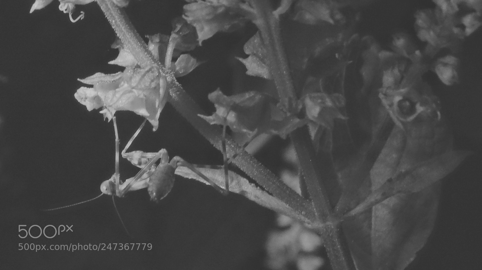 Sony Cyber-shot DSC-HX300 sample photo. Mantodea photography