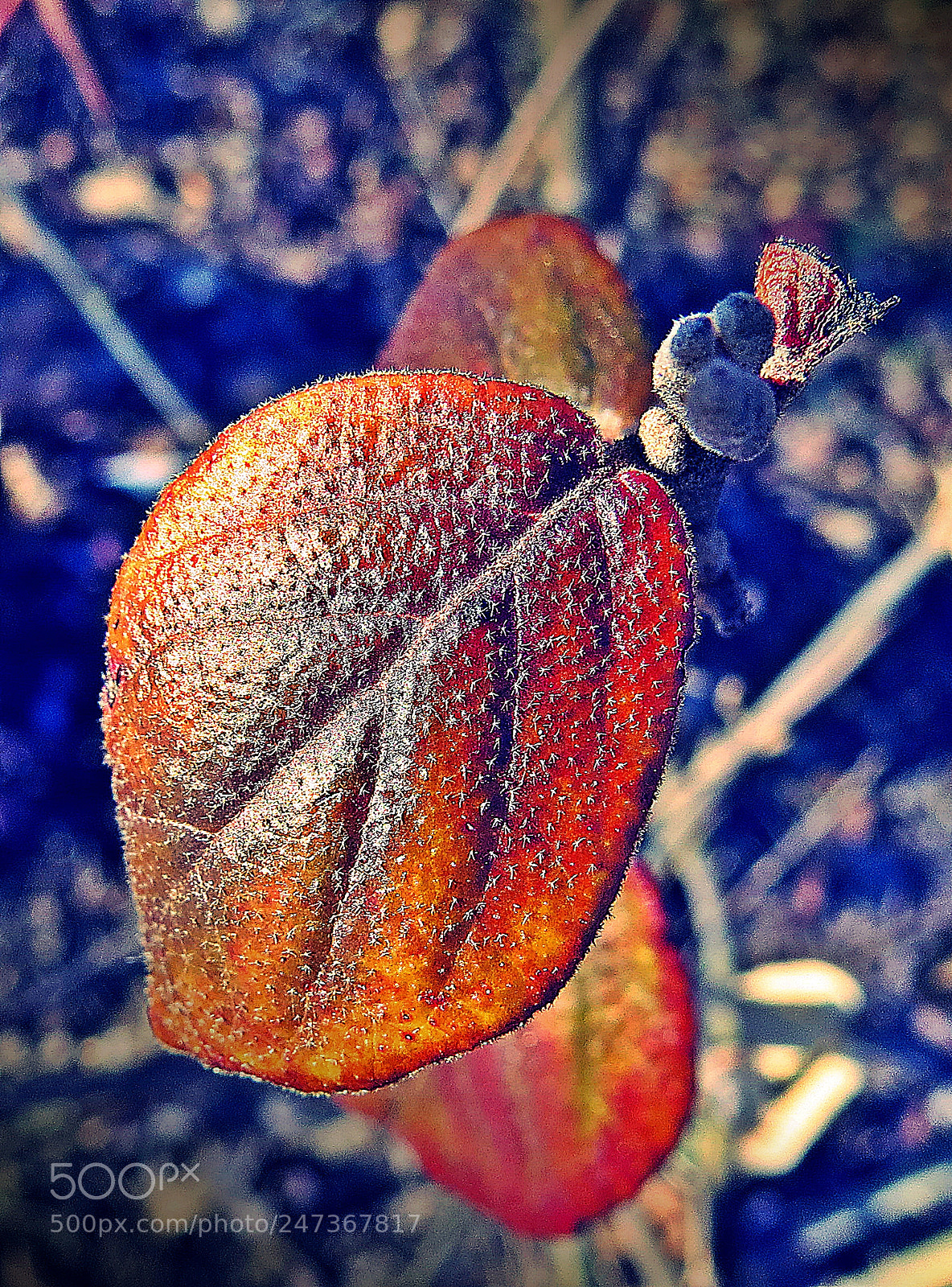 Canon PowerShot SX50 HS sample photo. Winter leaves photography
