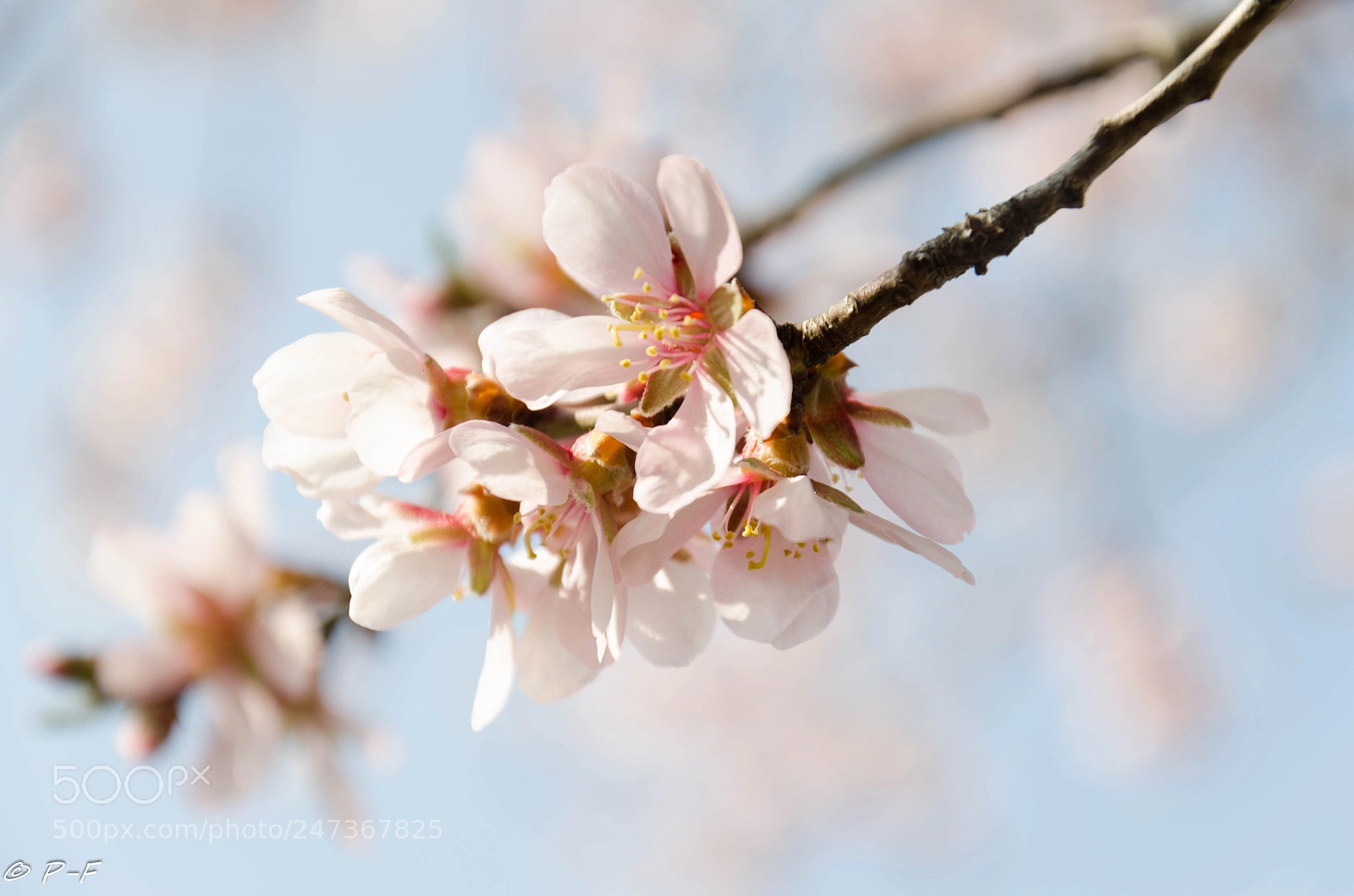 Nikon D5100 sample photo. Delicate spring photography