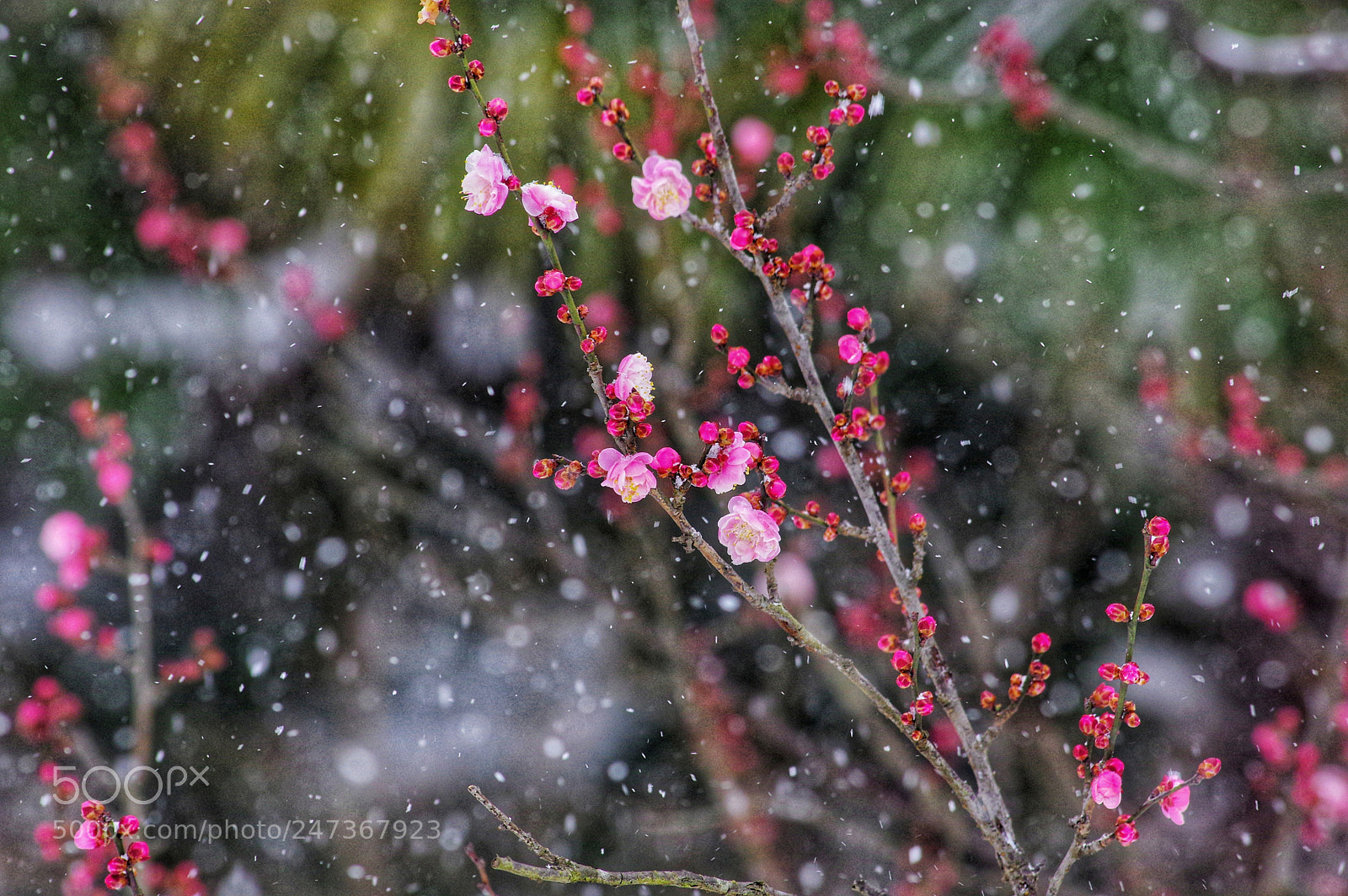 Pentax K-3 II sample photo. Untitled photography
