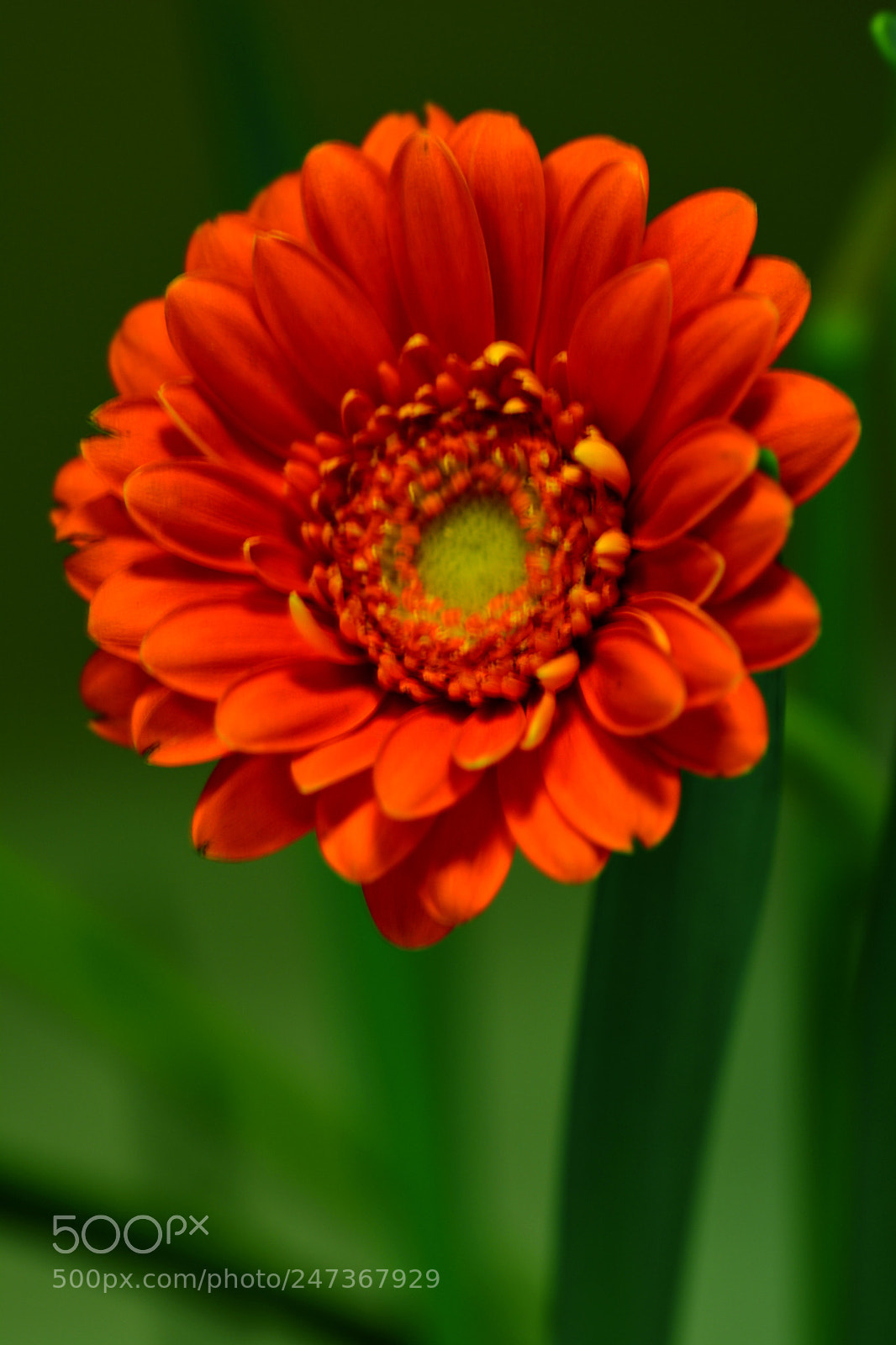 Nikon D5200 sample photo. Natural flower... photography