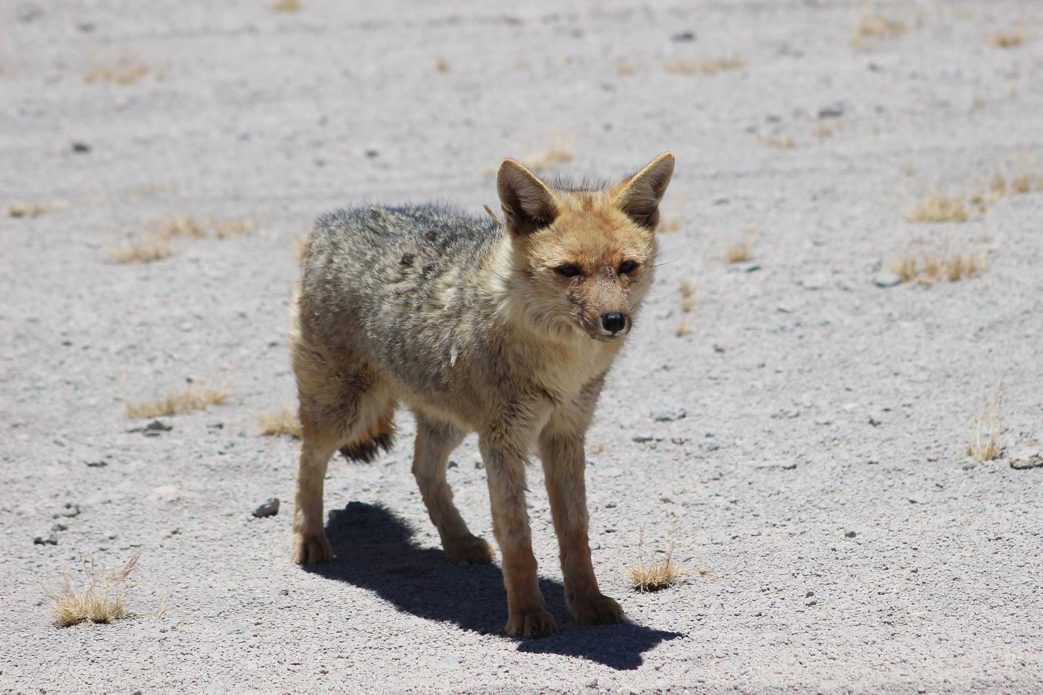 EF75-300mm f/4-5.6 sample photo. Fox photography