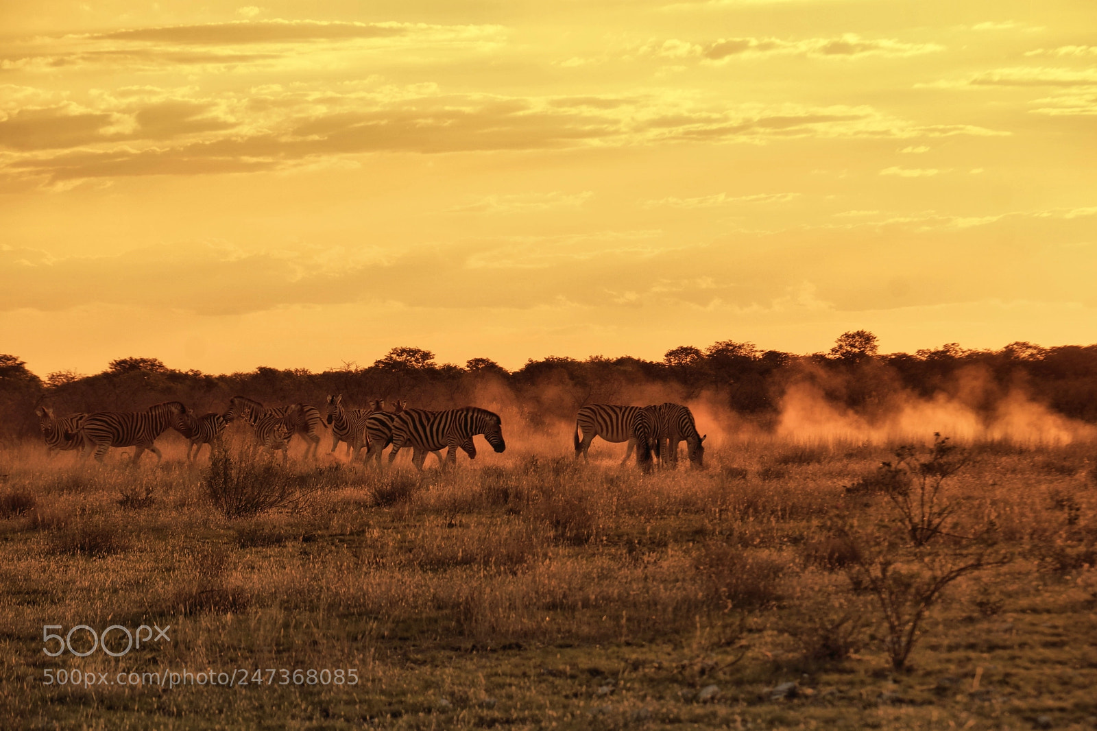 Sony SLT-A77 sample photo. On the savannah at photography