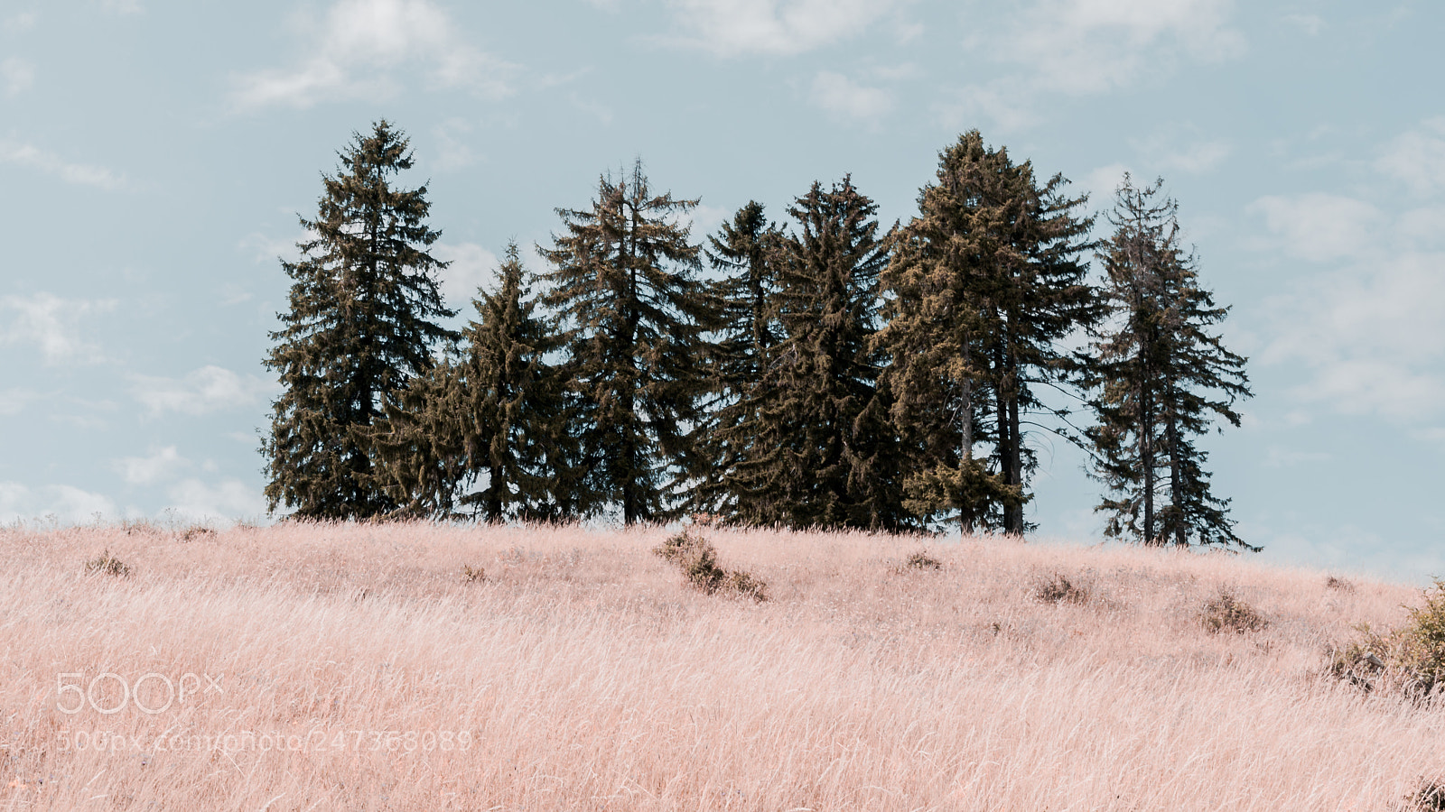 Nikon D3100 sample photo. Lonely forest photography