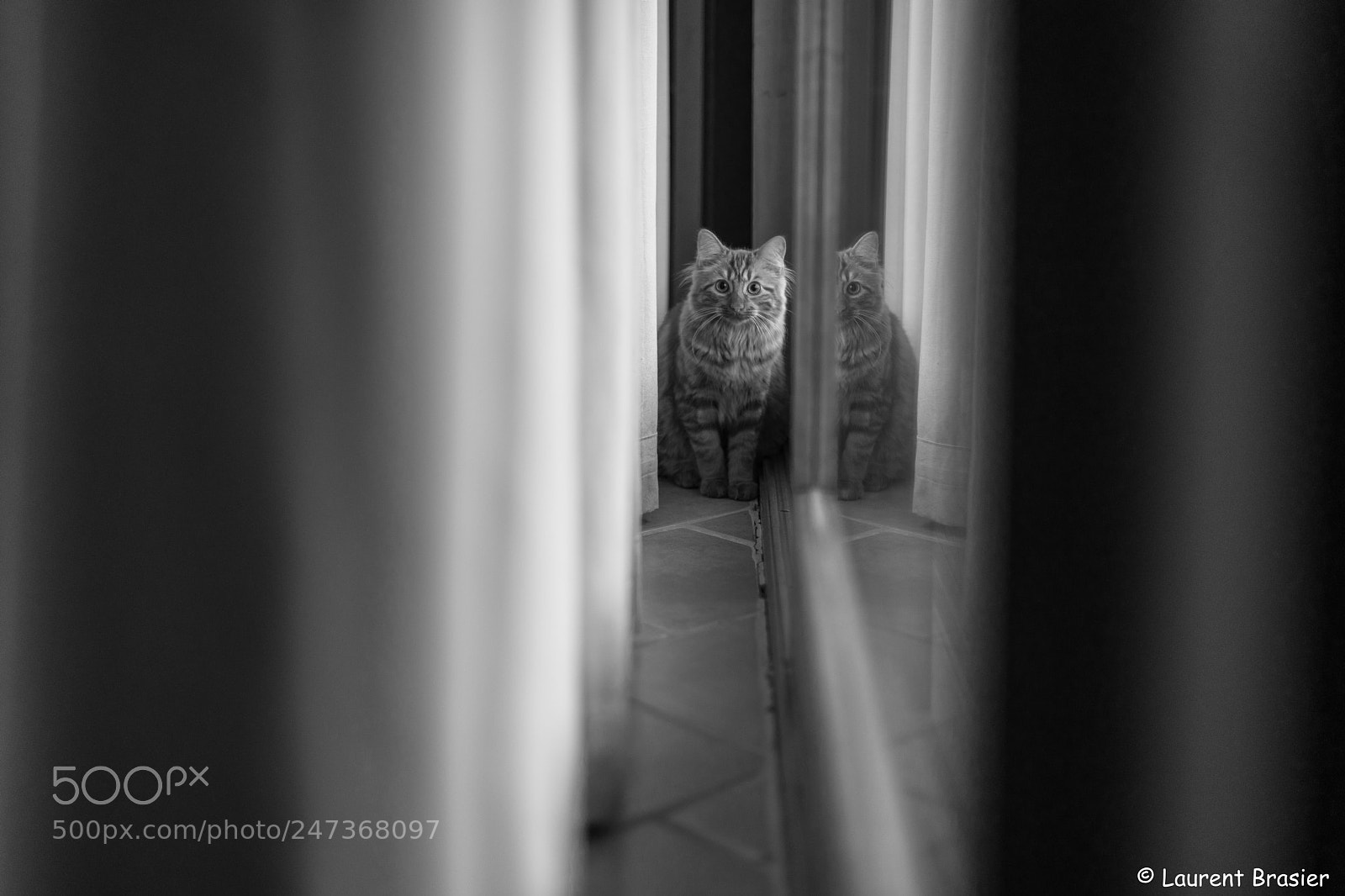 Nikon D850 sample photo. Nitro is playing hide photography
