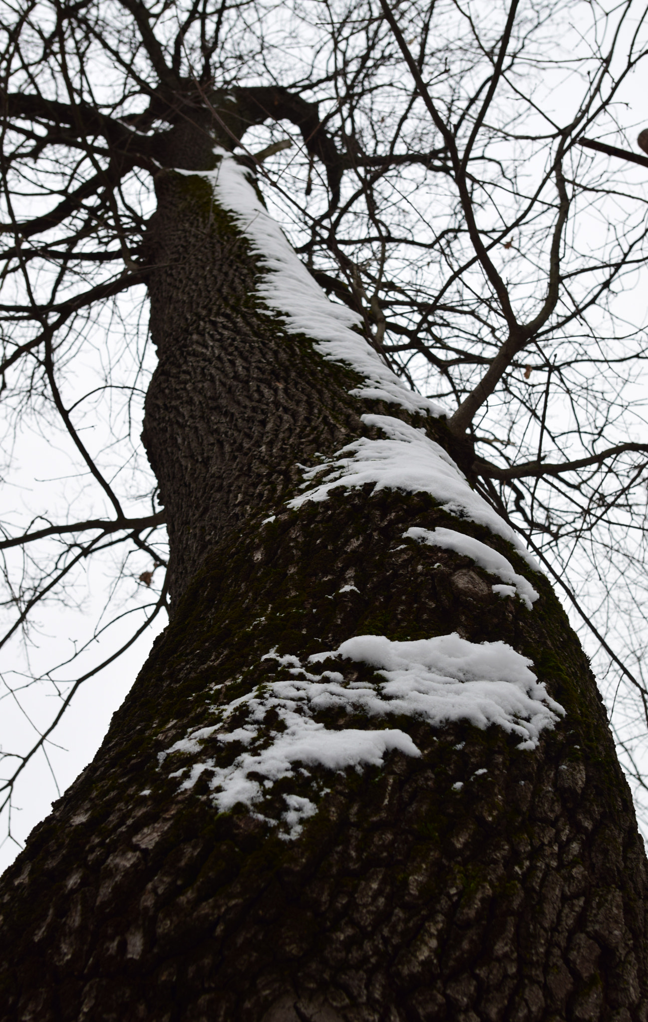 Nikon D3300 + Nikon AF-S Nikkor 20mm F1.8G ED sample photo. Winter perspective photography