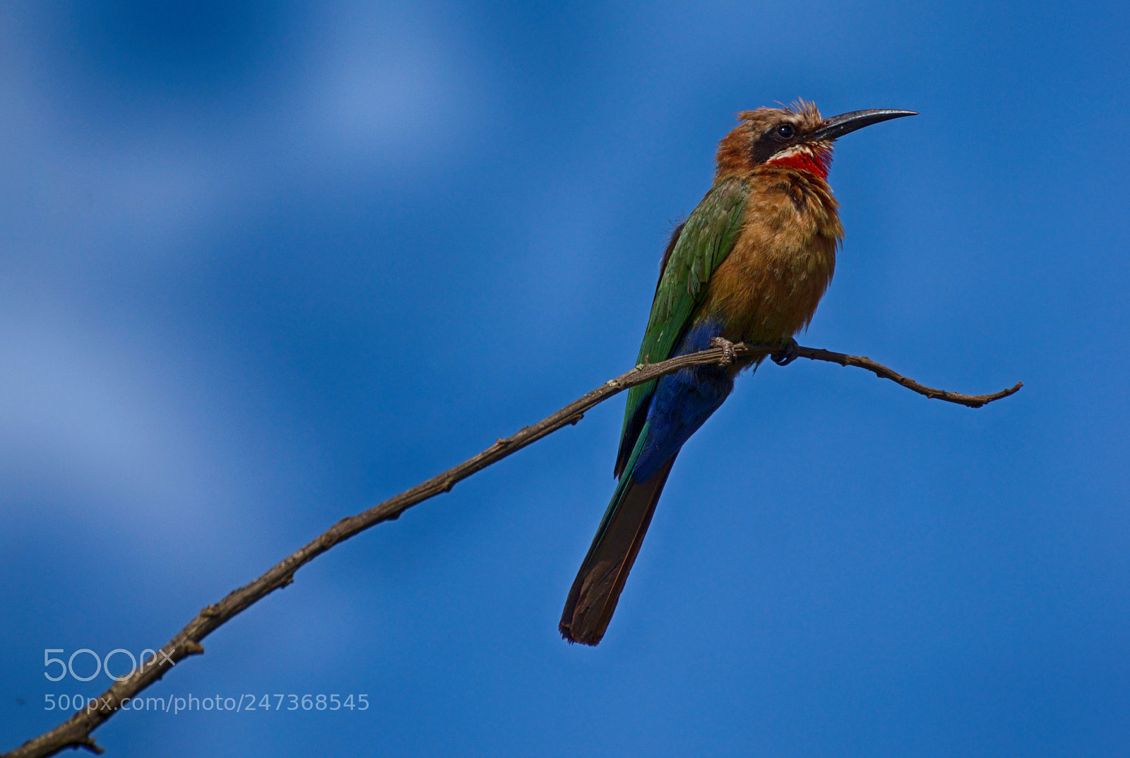 Sony SLT-A77 sample photo. Bee-eater photography