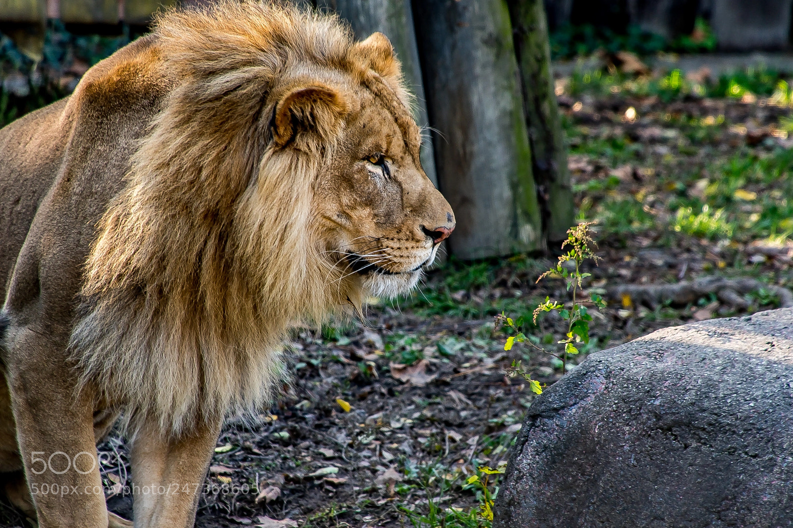 Sony a9 sample photo. The lion observes photography