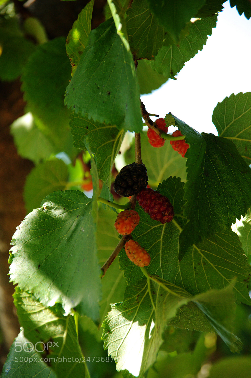 Pentax K20D sample photo. Untitled photography