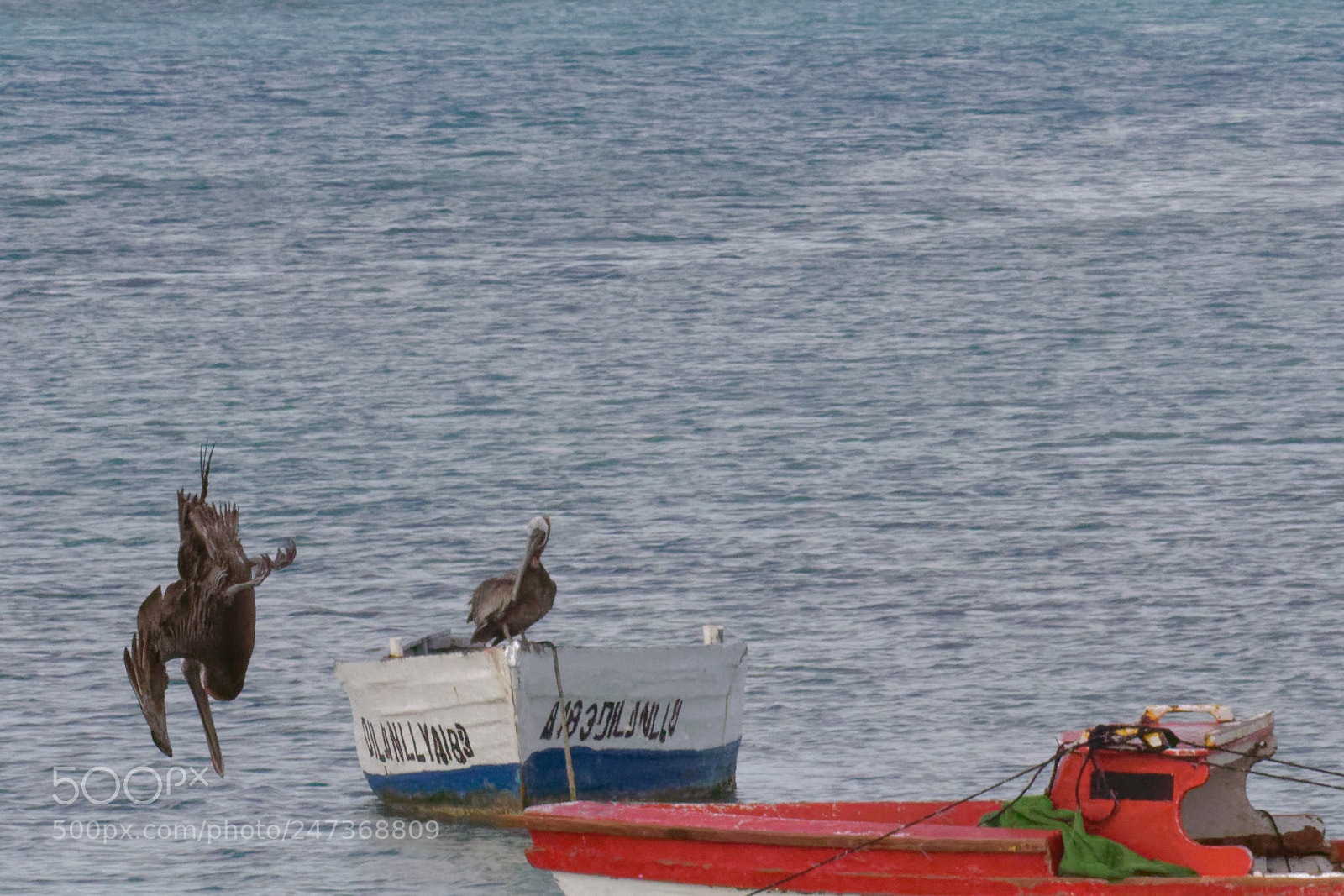 Canon EOS 7D Mark II sample photo. Brown pelican diving photography