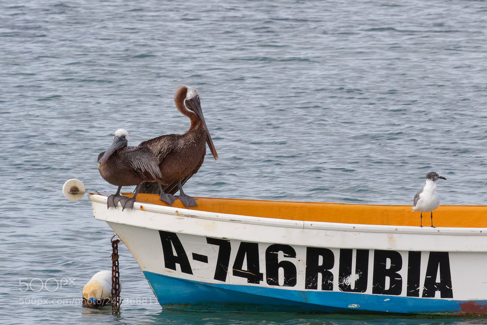 Canon EOS 7D Mark II sample photo. Brown pelican photography