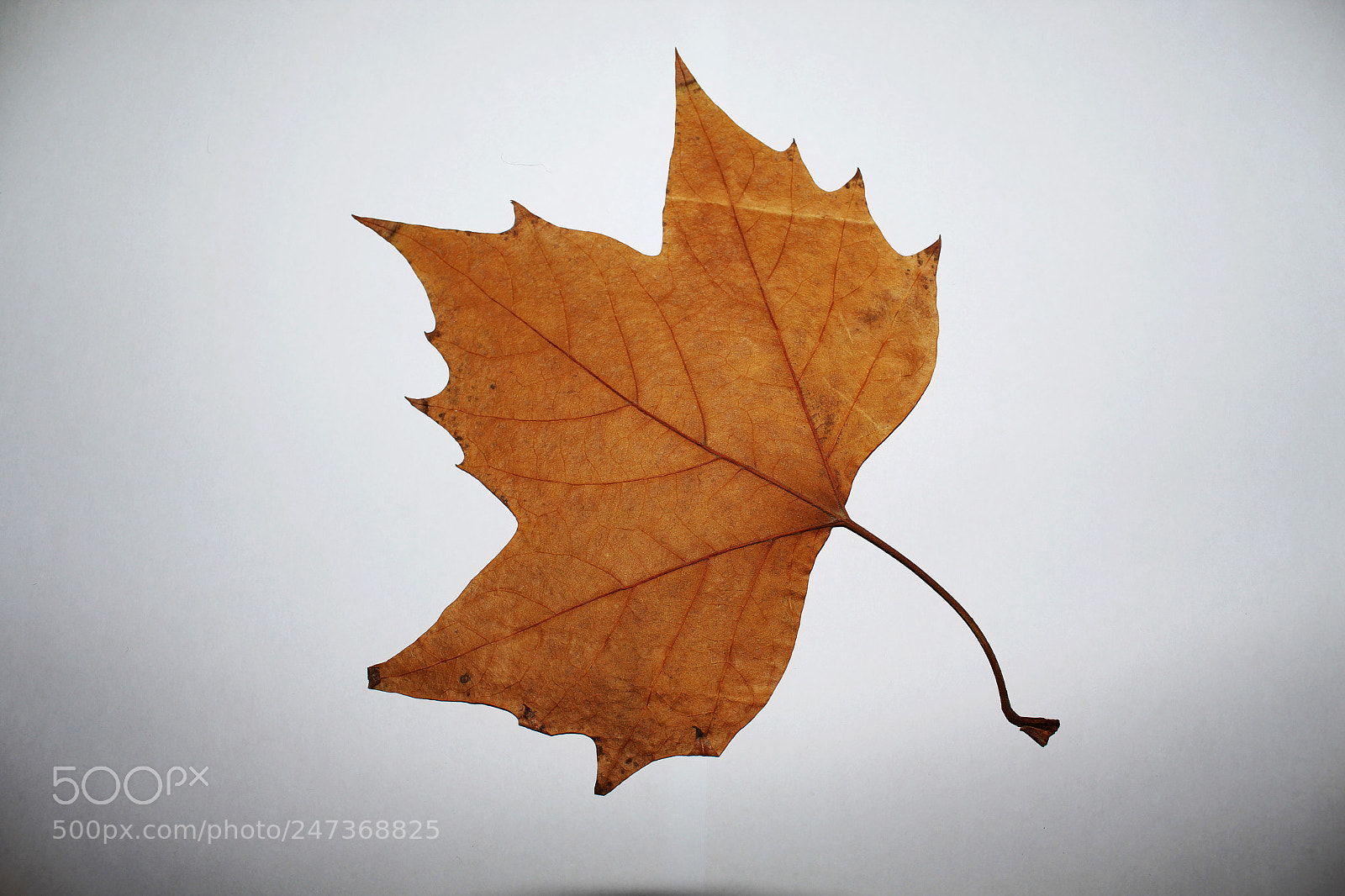 Canon EOS 1300D (EOS Rebel T6 / EOS Kiss X80) sample photo. Leaf photography
