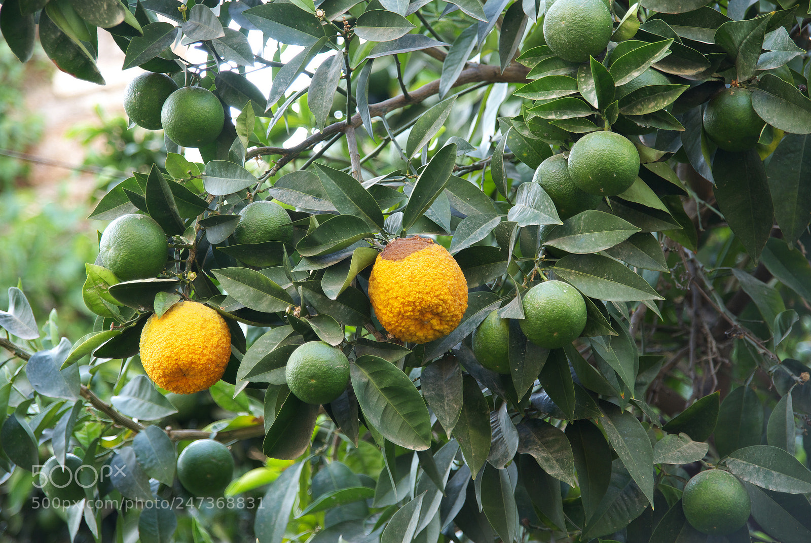 Pentax K10D sample photo. Untitled photography